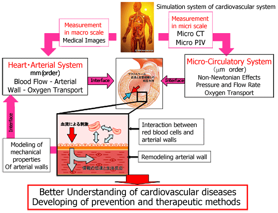 circulatory system functions. This simulation system