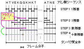 図 2　QCLO法を用いたタンパク質全電子計算収束過程法